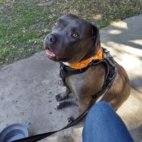 Village Animal Hospital ico
