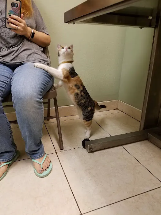 Village Animal Hospital Picture 4