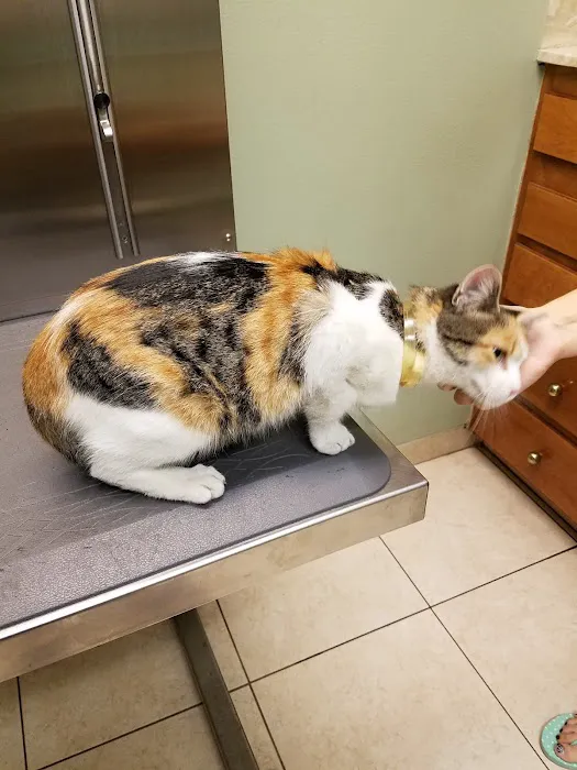 Village Animal Hospital Picture 6