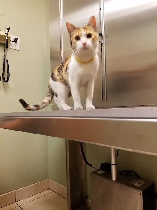 Village Animal Hospital Picture 5