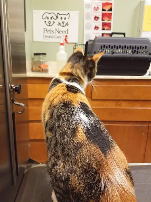 Village Animal Hospital Picture 9