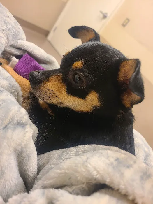 East Valley Emergency Pet Clinic Picture 1