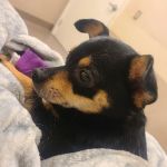 East Valley Emergency Pet Clinic