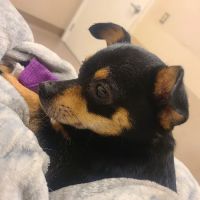 East Valley Emergency Pet Clinic ico