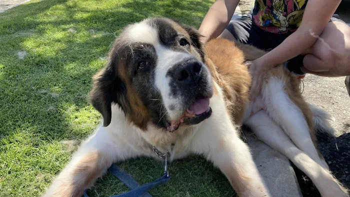 East Valley Emergency Pet Clinic Picture 5