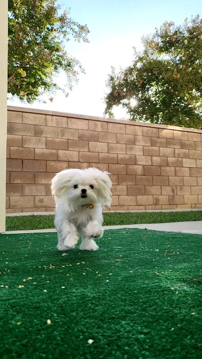 East Valley Emergency Pet Clinic Picture 2