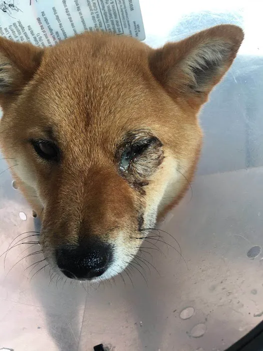 East Valley Emergency Pet Clinic Picture 10