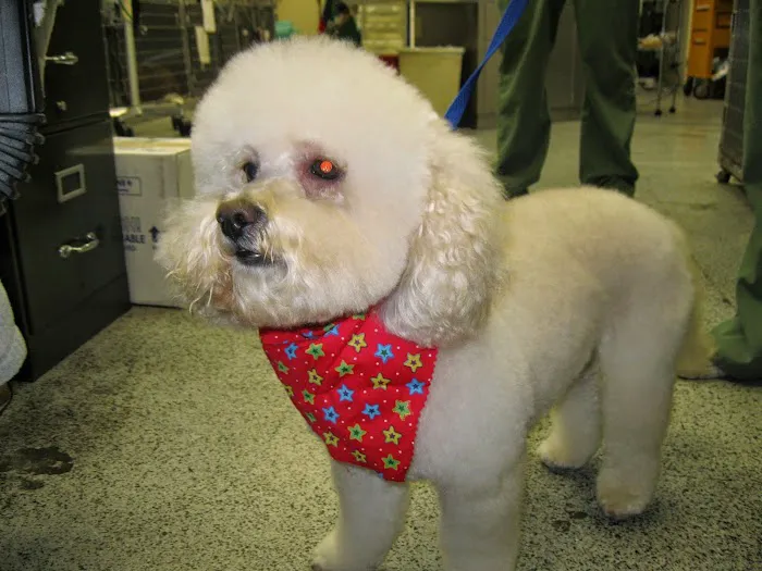 All Pets Medical and Surgical Center Picture 5