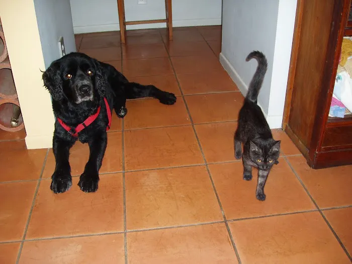 All Pets Medical and Surgical Center Picture 8