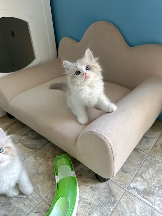 Bunnyboss cattery Picture 2