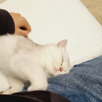Bunnyboss cattery ico