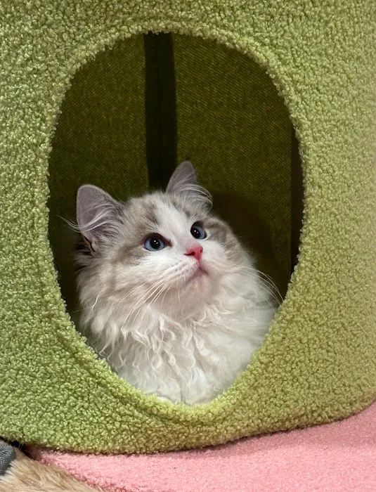 Bunnyboss cattery Picture 4