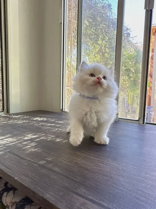 Bunnyboss cattery Picture 5