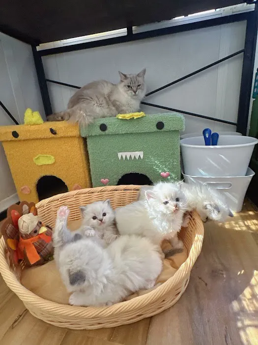 Bunnyboss cattery Picture 8
