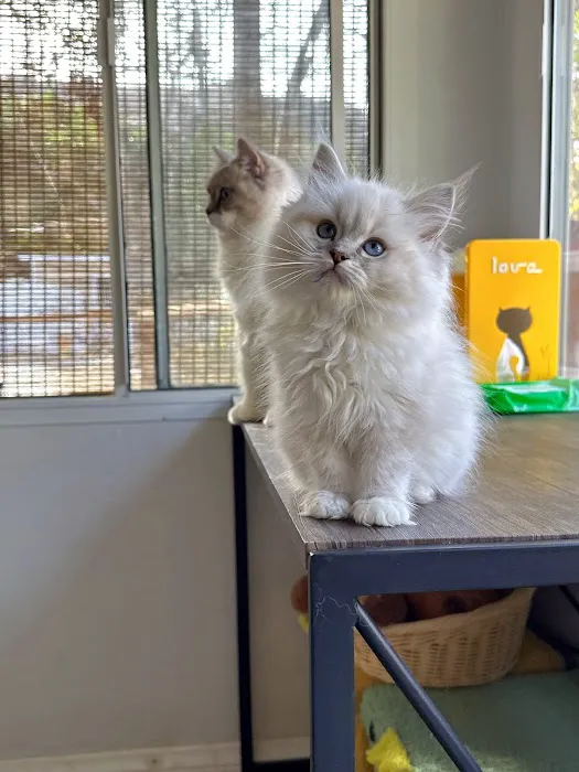 Bunnyboss cattery Picture 7