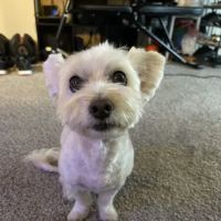 TLC Animal Clinic ico