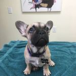 Whipple Ave Pet Hospital