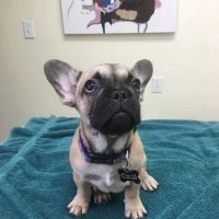 Whipple Ave Pet Hospital ico
