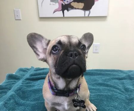 Whipple Ave Pet Hospital