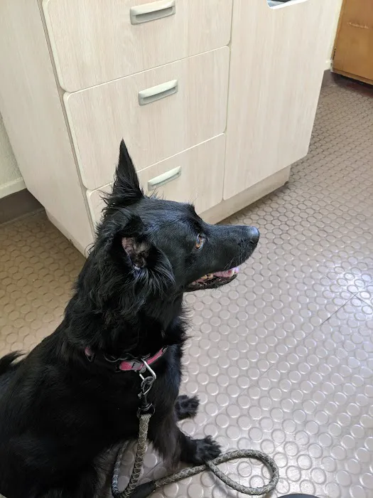 Whipple Ave Pet Hospital Picture 4