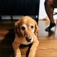 PetSmart Veterinary Services - San Carlos ico