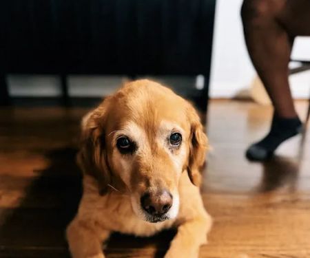 PetSmart Veterinary Services - San Carlos
