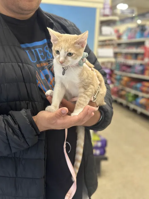 PetSmart Veterinary Services - San Carlos Picture 6