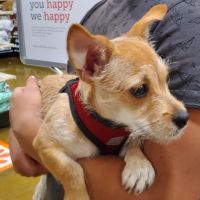 Banfield Pet Hospital ico