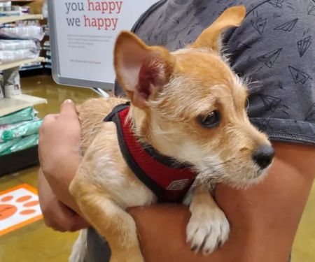 Banfield Pet Hospital