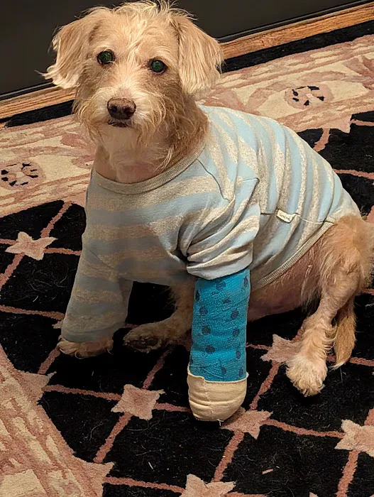 VCA Bay Area Veterinary Specialists & Emergency Hospital Picture 3