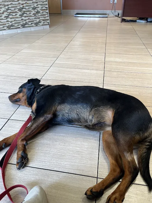 VCA Bay Area Veterinary Specialists & Emergency Hospital Picture 7