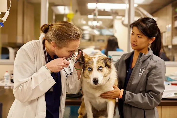 VCA Bay Area Veterinary Specialists & Emergency Hospital Picture 9