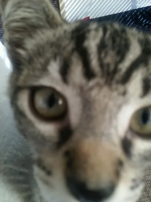 Blue Cross Veterinary Clinic Picture 1