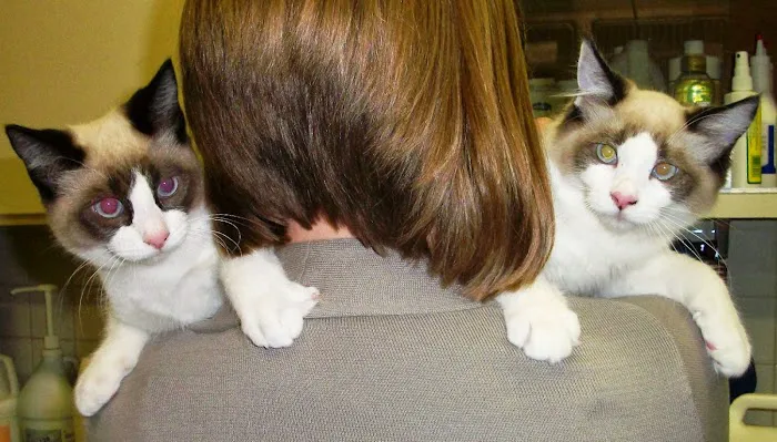 Good Samaritan Veterinary Hospital Picture 7
