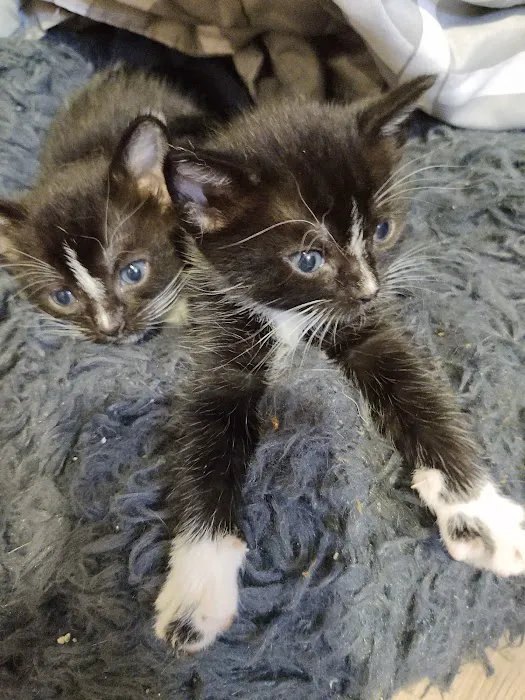 Good Samaritan Veterinary Hospital Picture 9