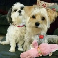 Hutto Veterinary Clinic ico