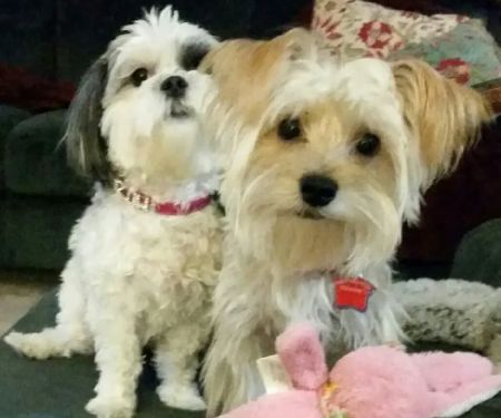 Hutto Veterinary Clinic