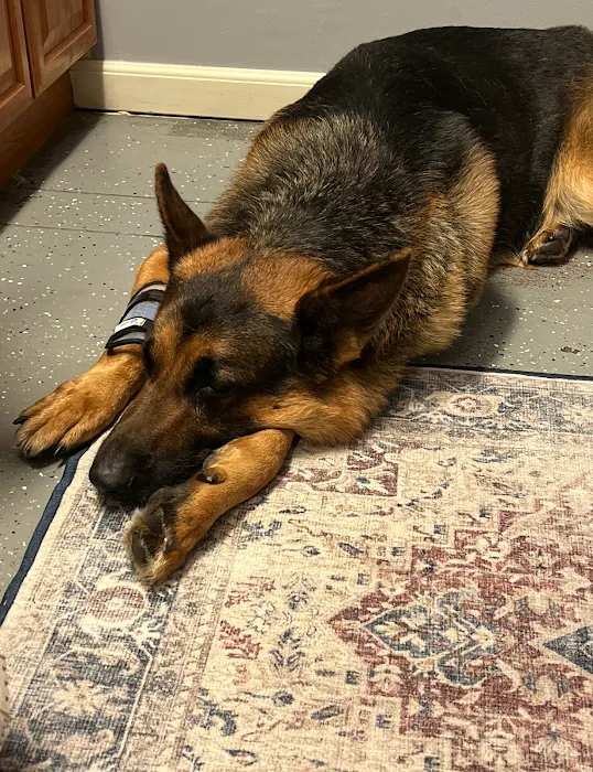 Hutto Veterinary Clinic Picture 10