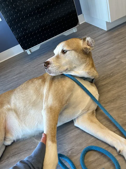 Paw Haven Animal Hospital Picture 3