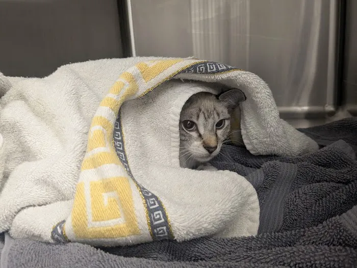 Paw Haven Animal Hospital Picture 5