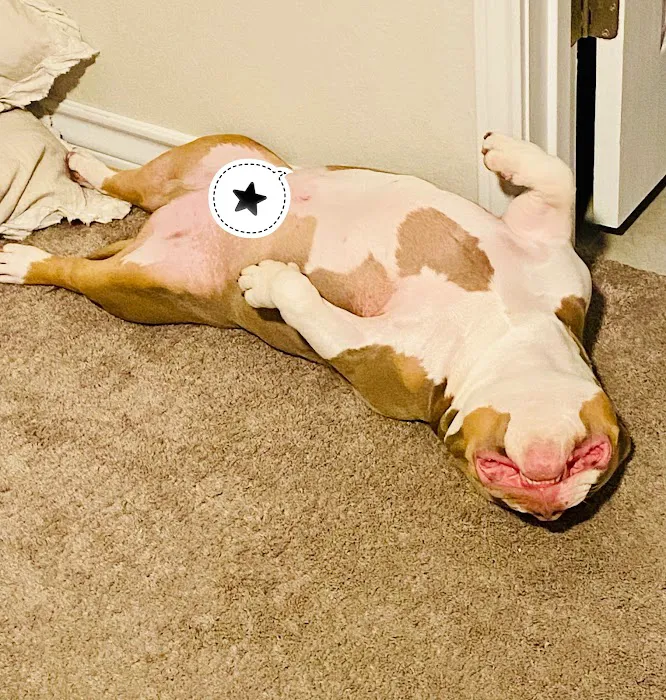 PetSmart Veterinary Services - North Round Rock Picture 9