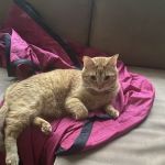 Vista Vet - Animal Hospital & Pet Lodge