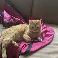 Vista Vet - Animal Hospital & Pet Lodge ico