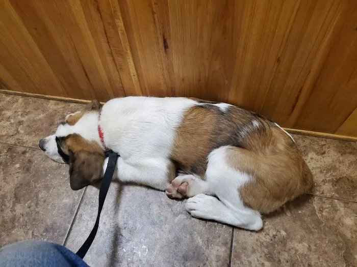 Highway 29 Veterinary Hospital Picture 4