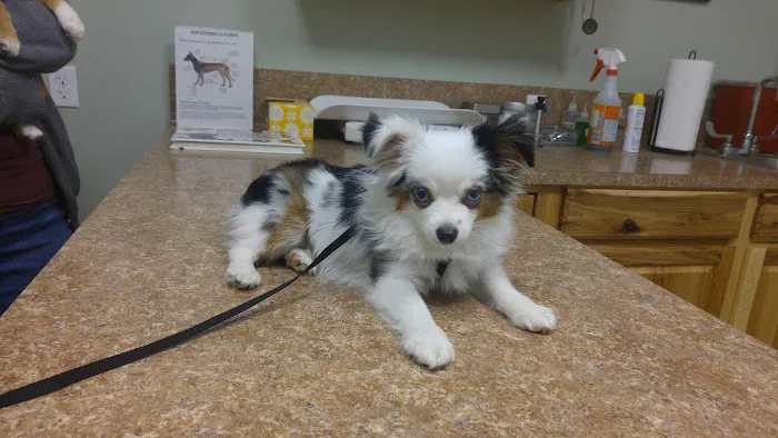 Highway 29 Veterinary Hospital Picture 10
