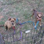 Llano Veterinary Clinic