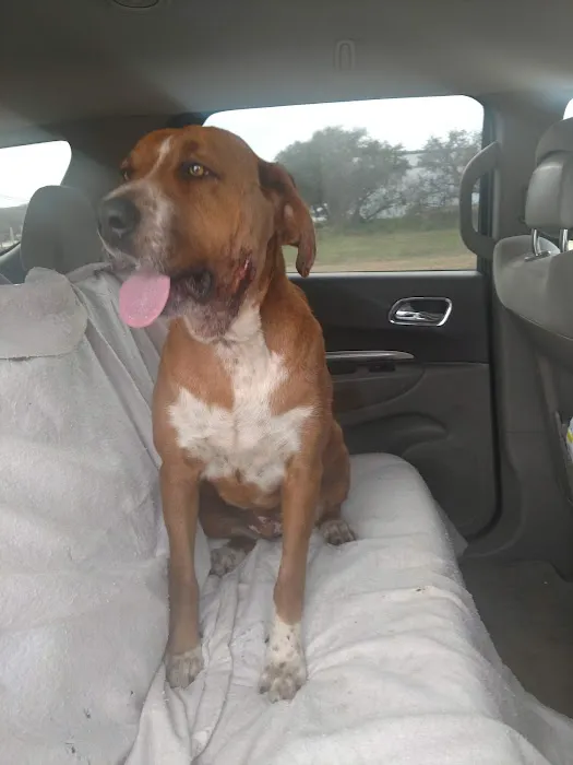 Llano Veterinary Clinic Picture 7