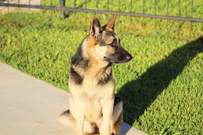 Williams-Sebby Veterinary Clinic & Pet Resort Picture 1