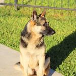 Williams-Sebby Veterinary Clinic & Pet Resort