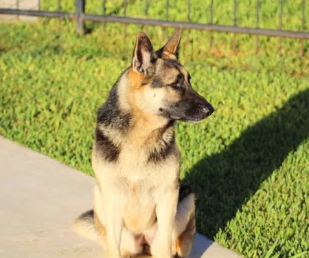 Williams-Sebby Veterinary Clinic & Pet Resort